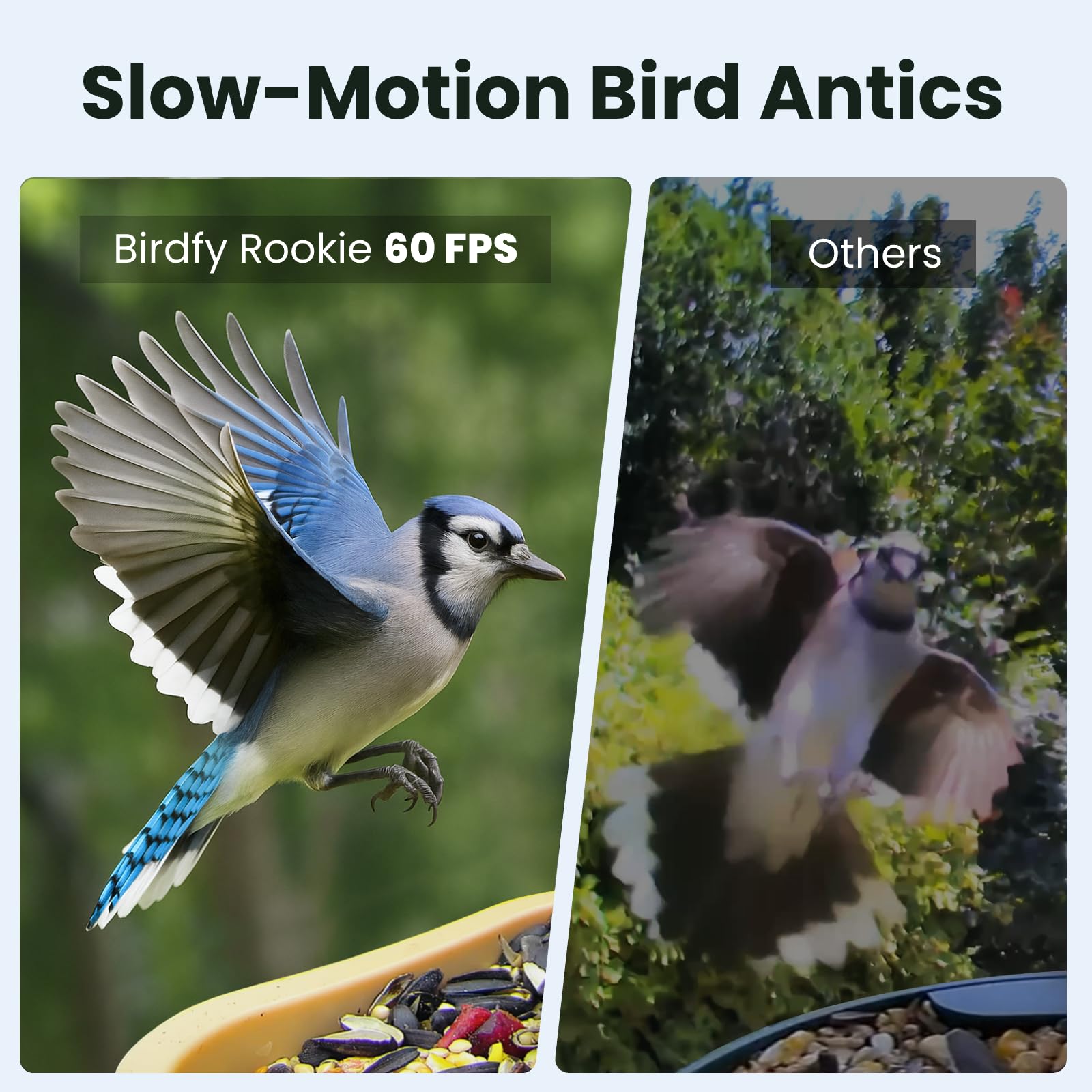 Bird karmnik, smart, kamera z Night Vision i Ai