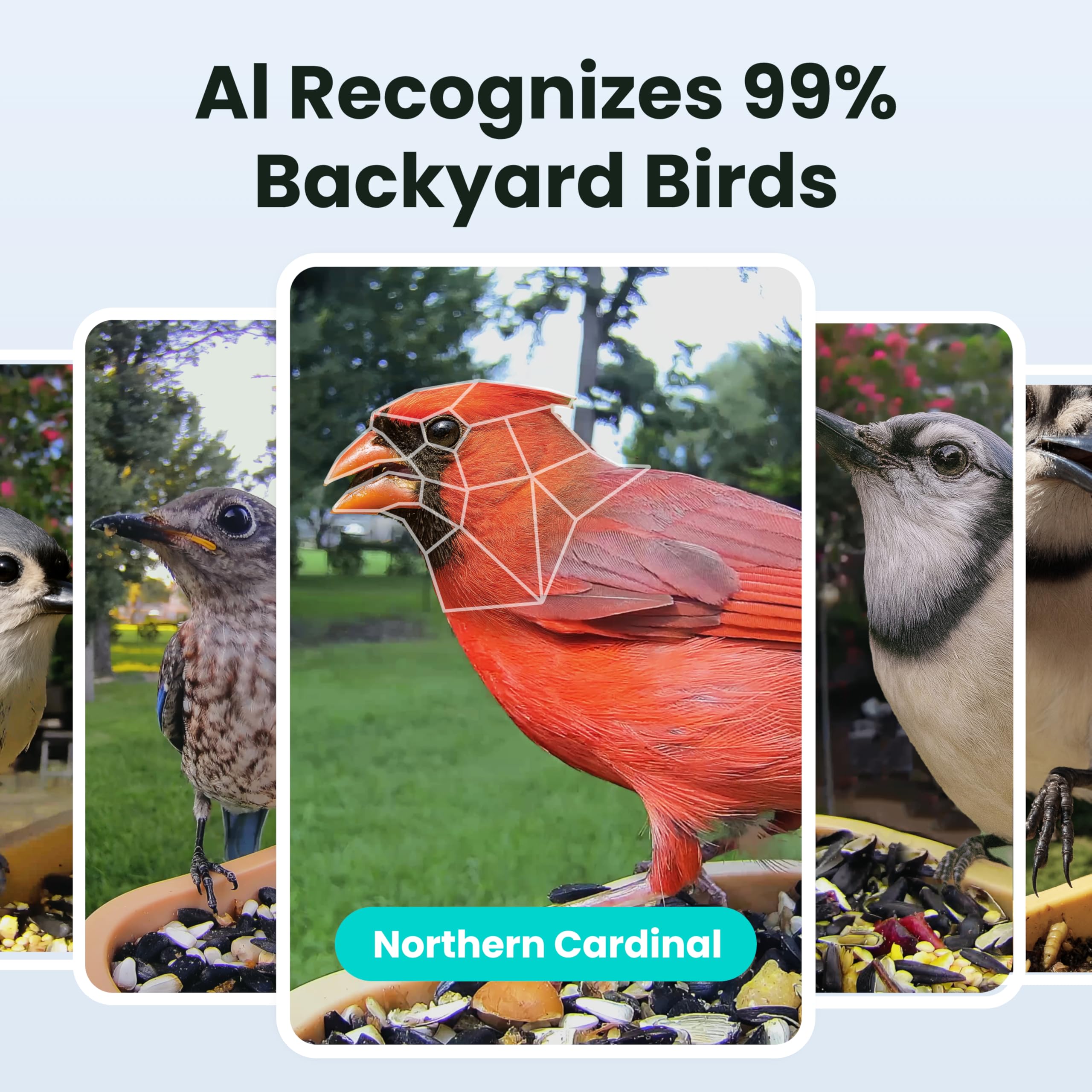 Bird karmnik, smart, kamera z Night Vision i Ai