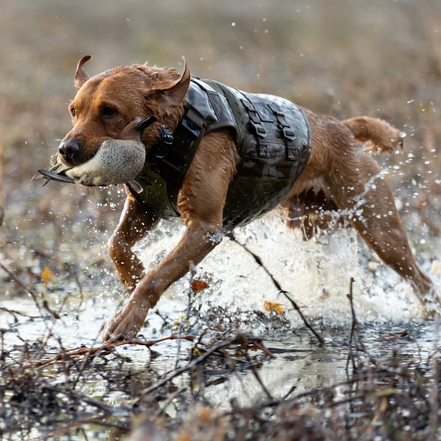 1787691567_Gcdkgjga Vest, dla psa, Bottomland
